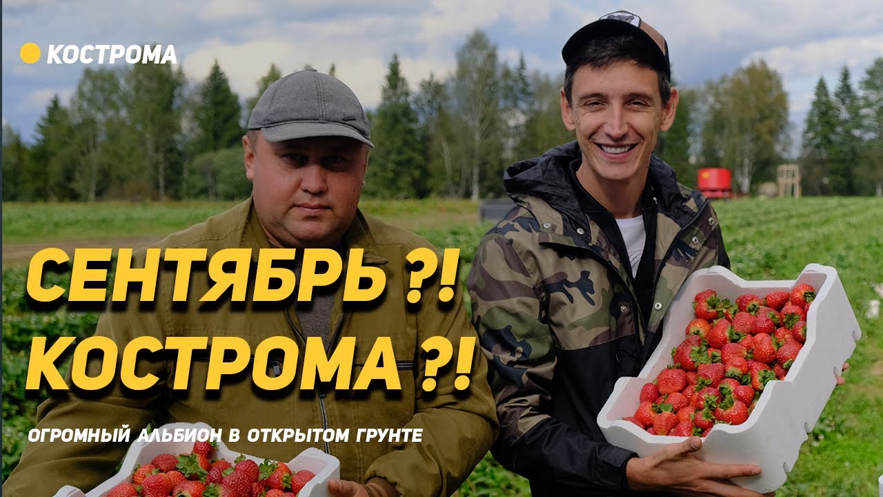 Альбион с кулак 🍓 в Сентябре! Кострома - выращивание клубники