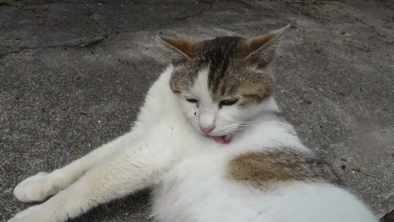 【Cat Video】 meowmeow Happy #cat  #cats  #cute
