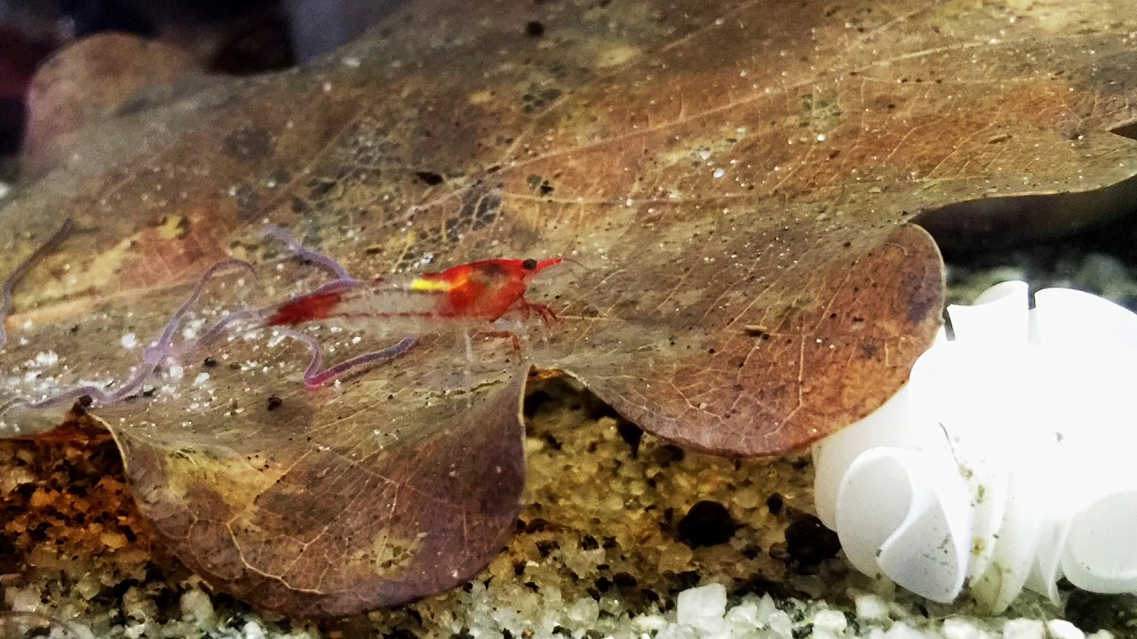 Keeping shrimp with fish: Is it possible? Corydoras and shrimp