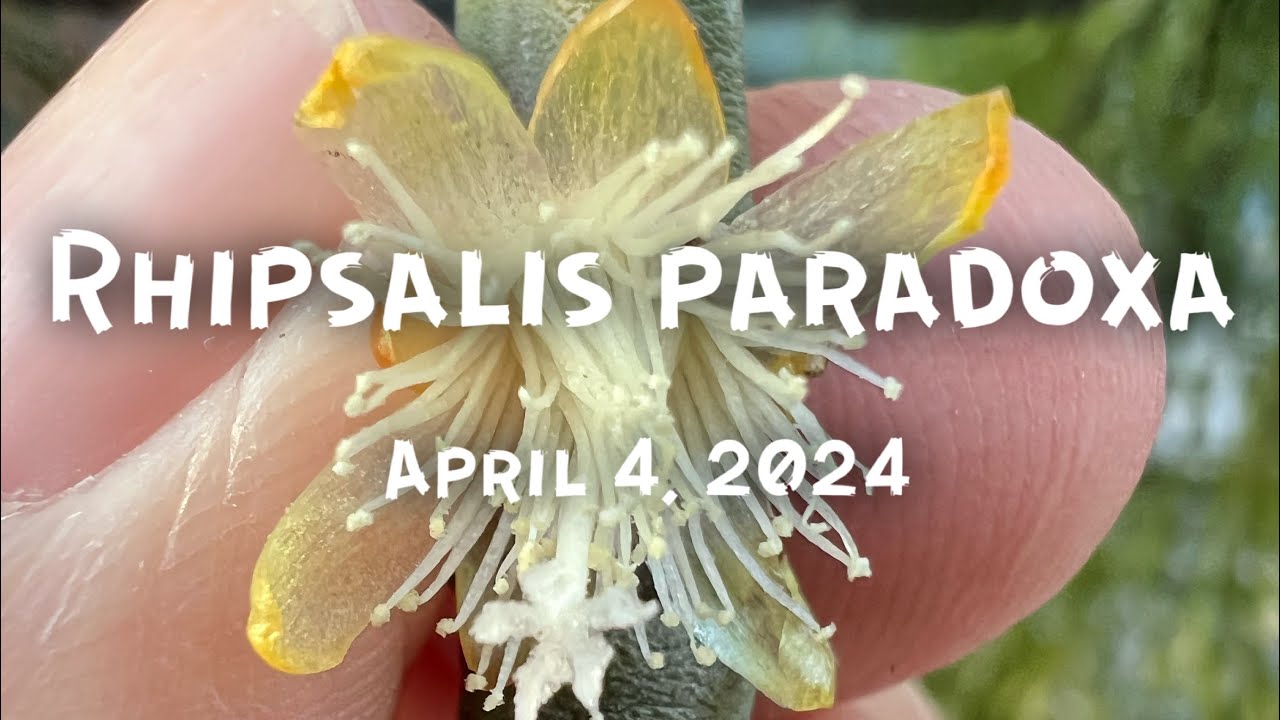 Rhipsalis paradoxa