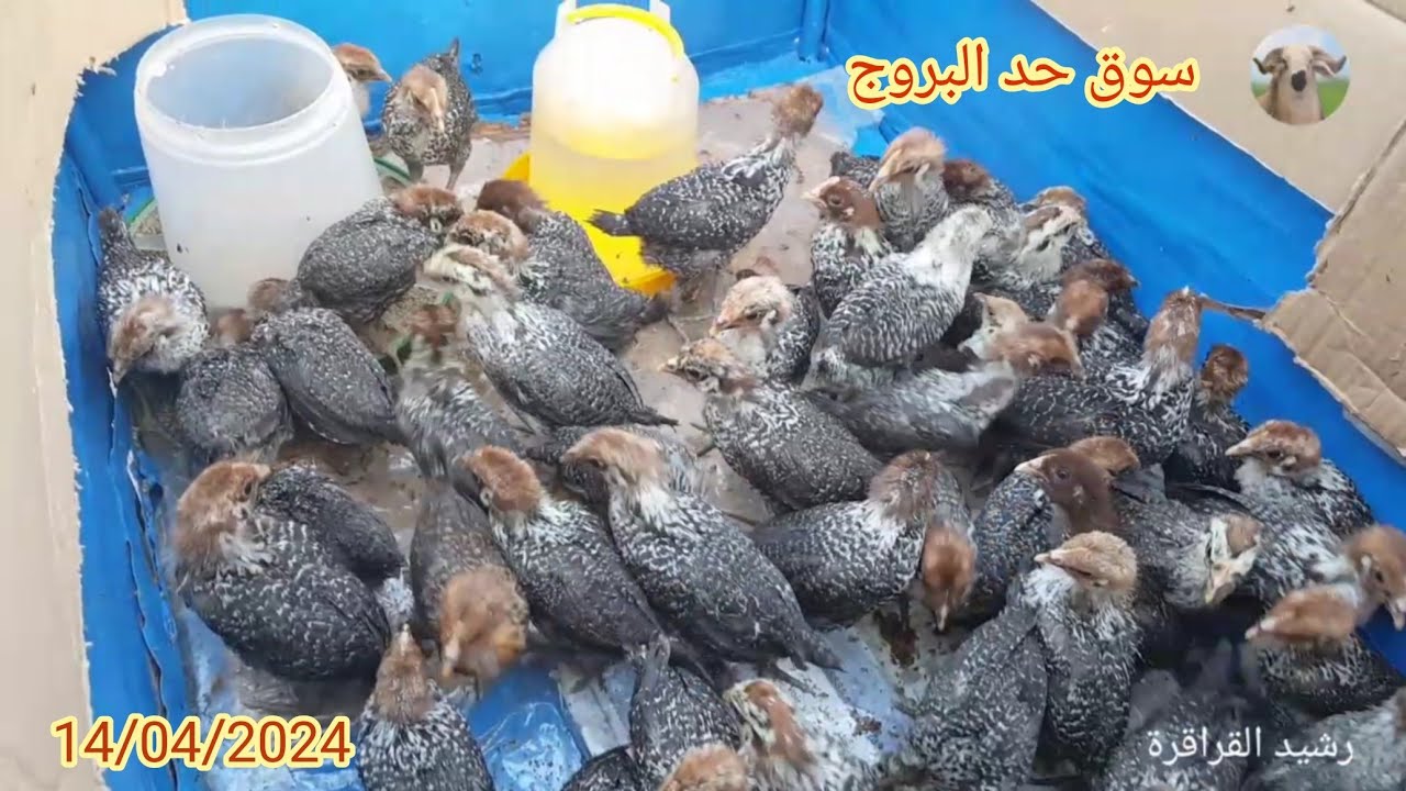 آثمنة سلالت الدجاج البلدي فسوق حد البروج 14/04/2024 🐓🐔🦃🐧🐥