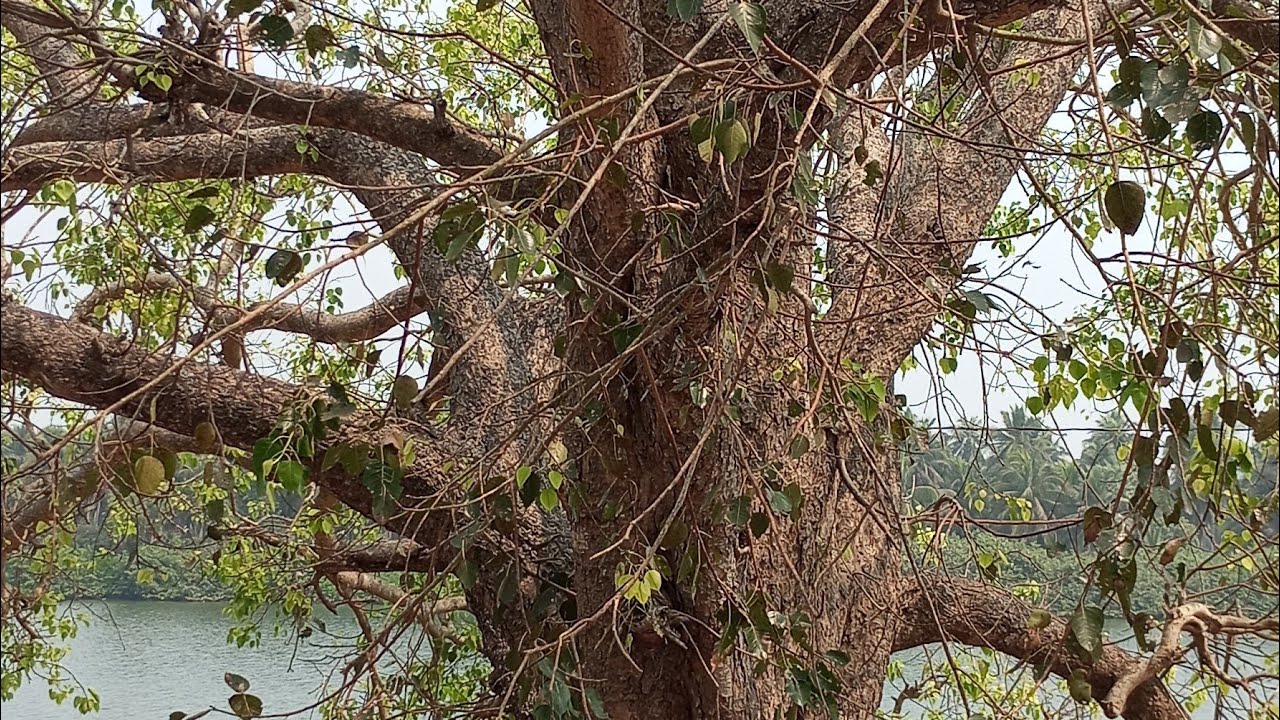 #my trip to KUNDALEESWARAM NEAR MURAMALLA#how #happy #astrology #nature #lifeisbutadream #facts 