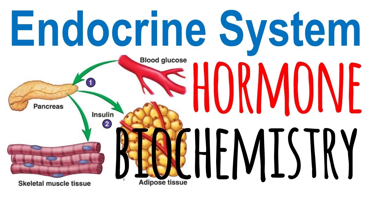 Hormone biochemistry