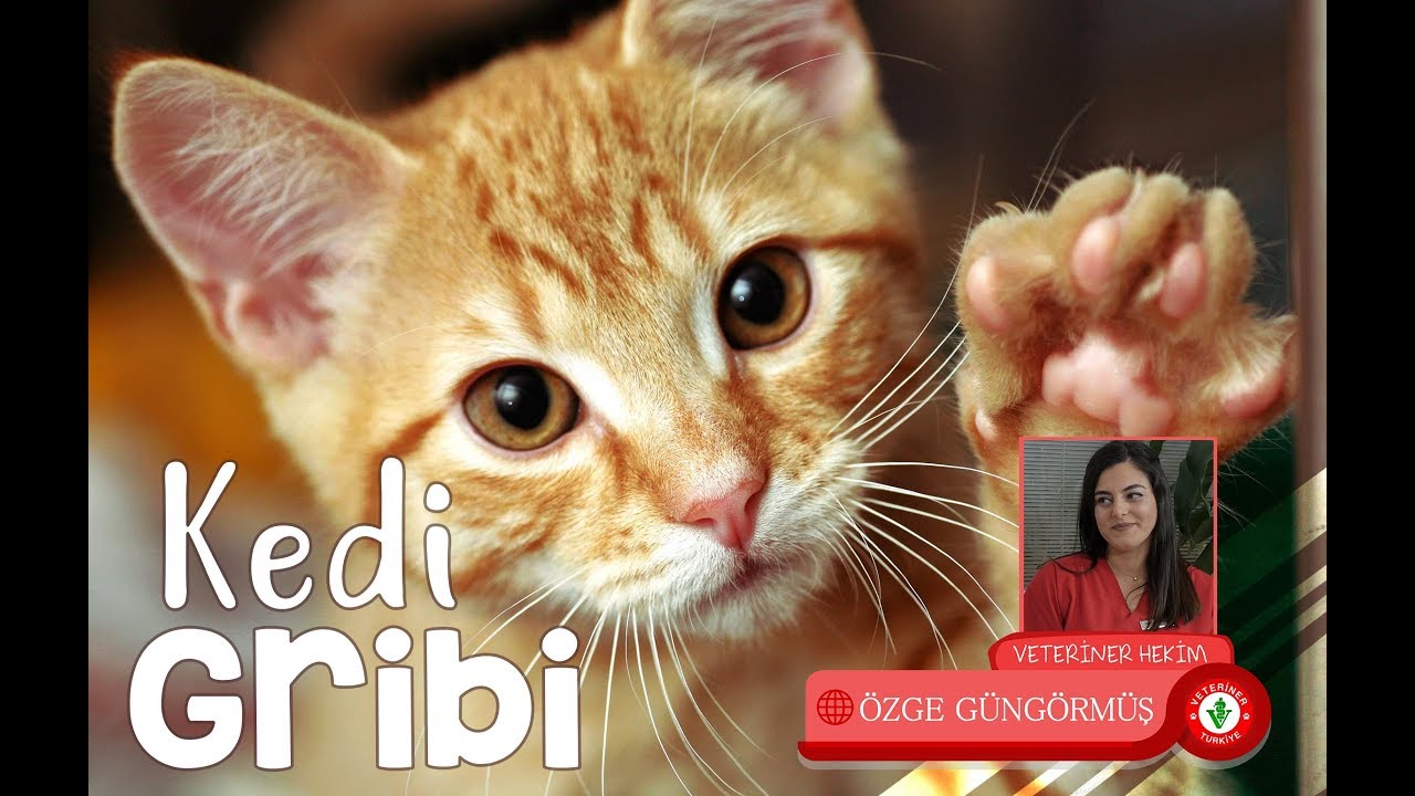 Kedi Gribi - Veteriner Hekim &Ouml;zge G&uuml;ng&ouml;rm&uuml;ş