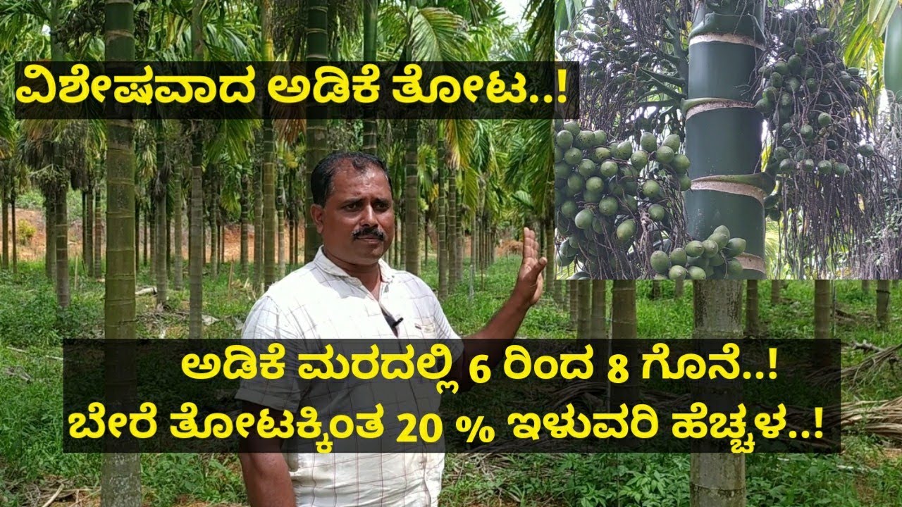 ವಿಶೇಷವಾದ ಅಡಿಕೆ ತೋಟ..! ಒಂದು ಅಡಿಕೆ ಮರದಲ್ಲಿ 6 ರಿಂದ 8 ಗೊನೆ..! ಬೇರೆ ತೋಟಕ್ಕಿಂತ 20 % ಇಳುವರಿ ಹೆಚ್ಚಳ..!