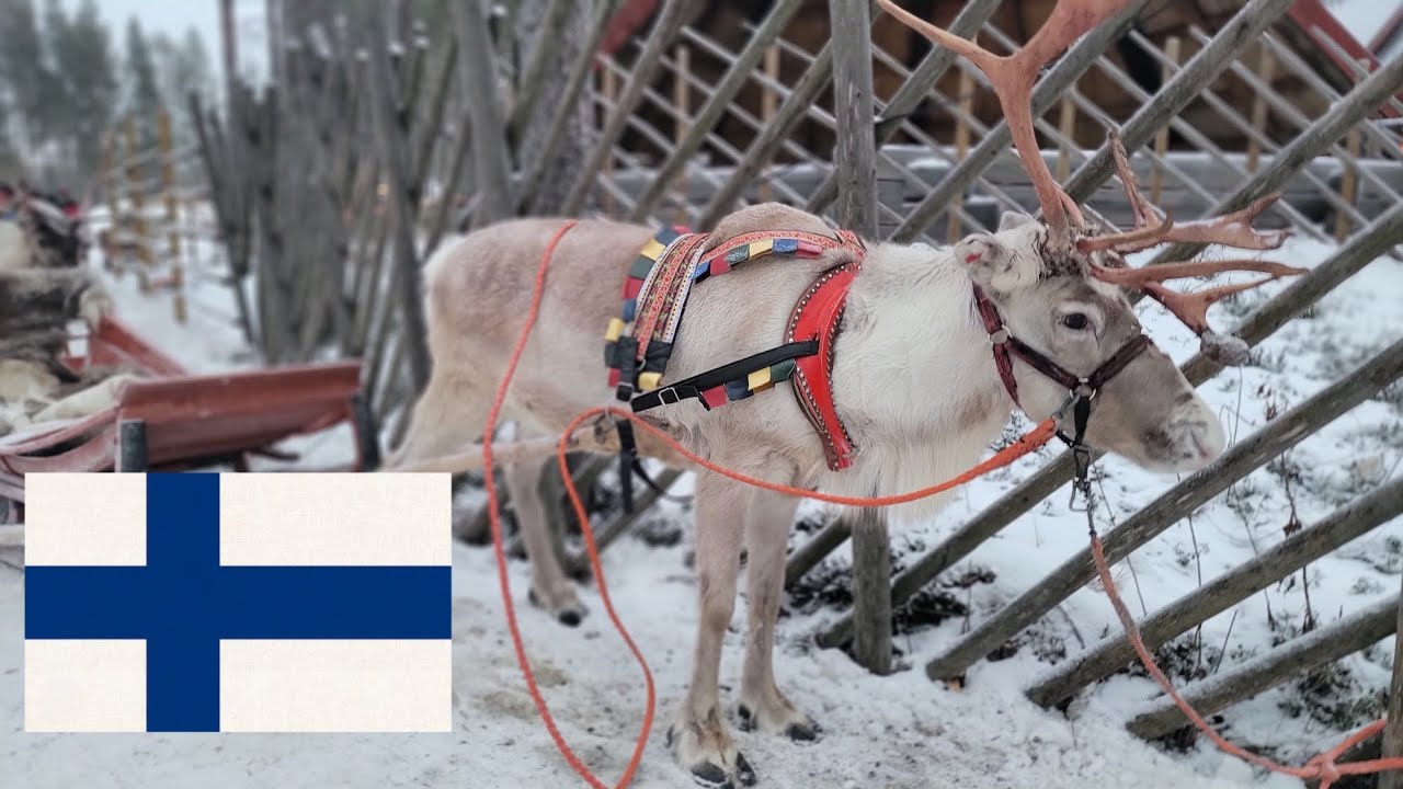 Finland Reindeer Ride