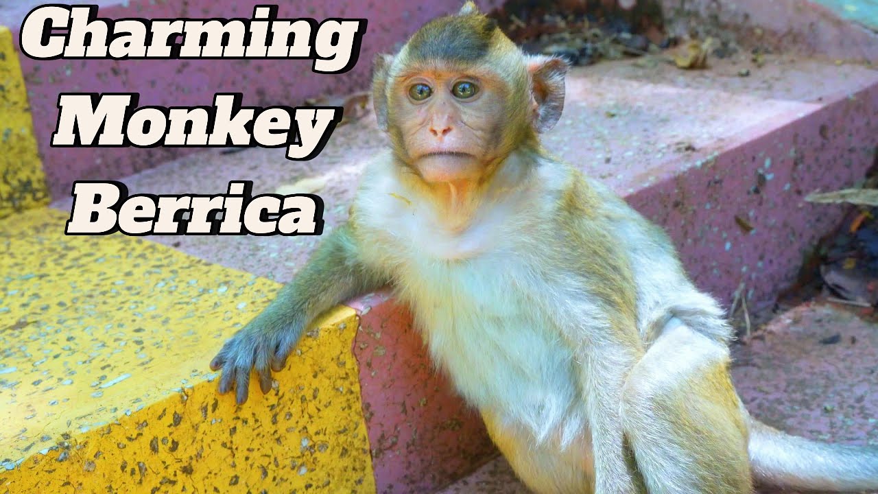 Awesome ! See Adorable Gesture and Charming Monkey Berrica Playing