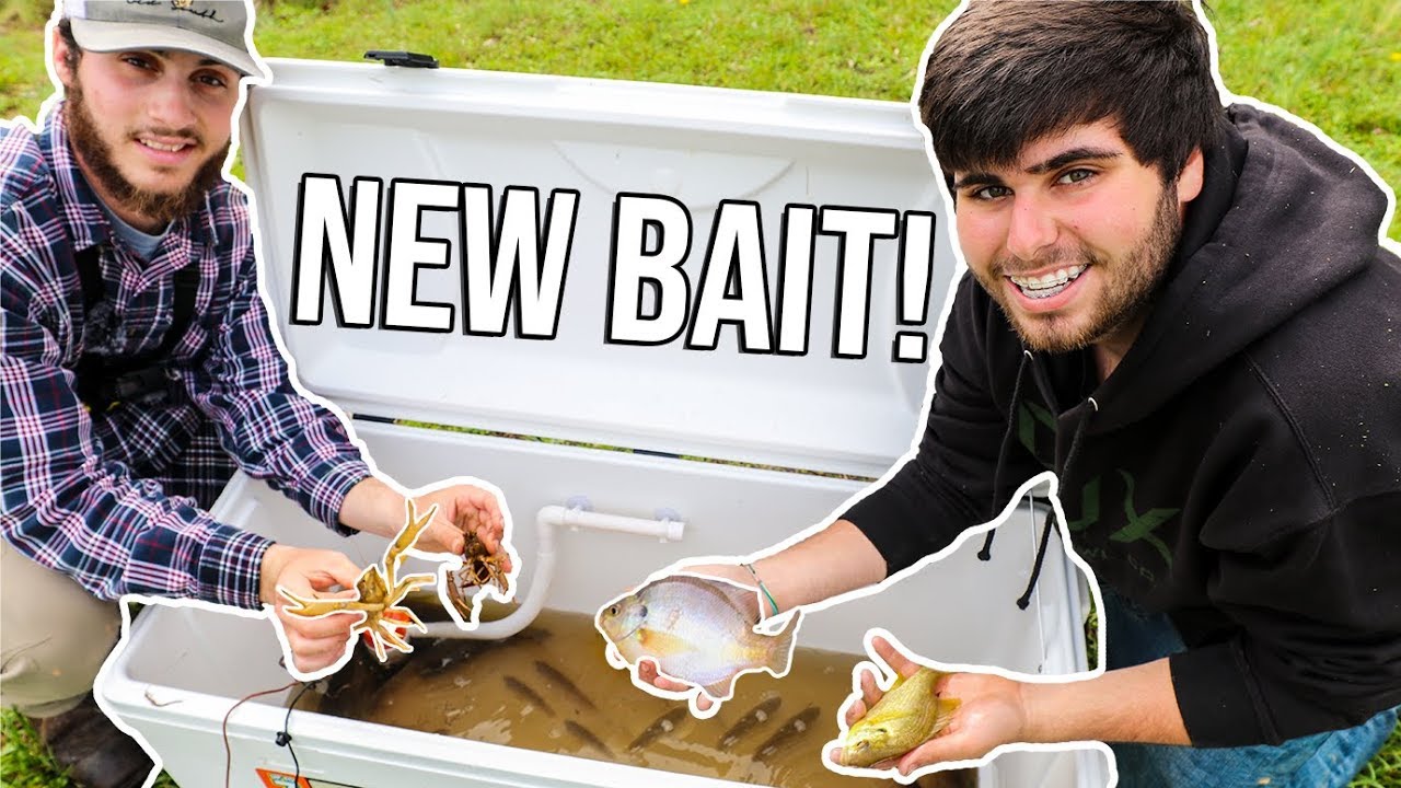 Stocking NEW FISH To My BACKYARD POND!