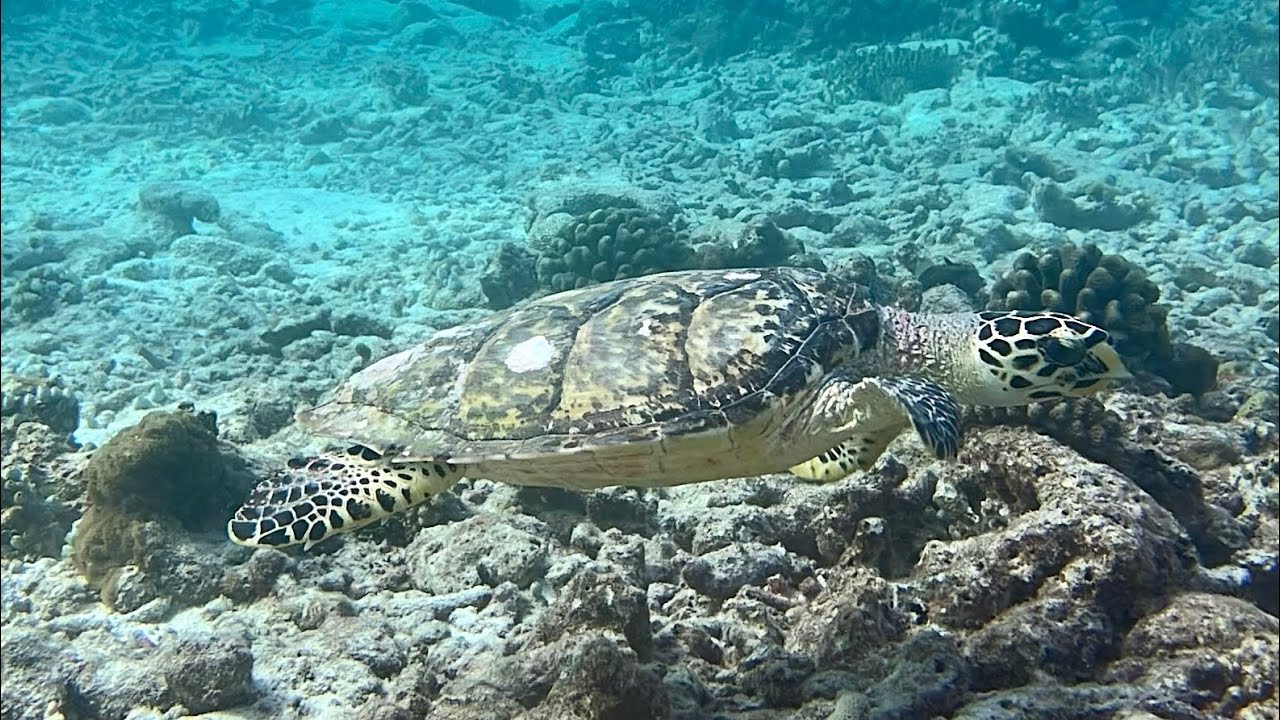 Maldives Oct 2022 - Blue Force One - Scuba Diving