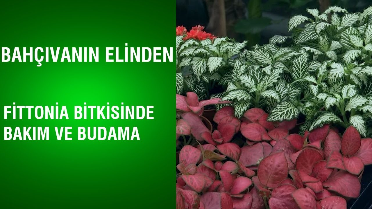 Bahçıvanın Elinden - Fittonia Bitkisinde Bakım ve Budama