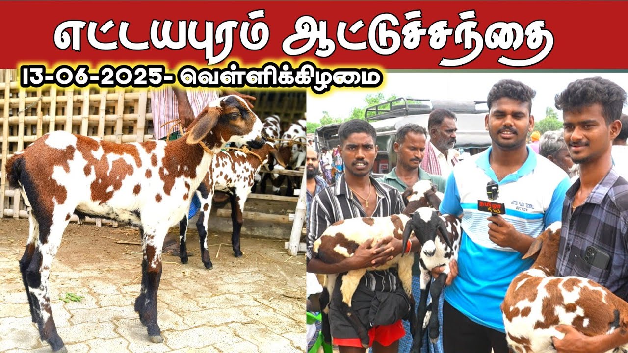 13-06-2025/ எட்டயபுரம் வெள்ளிக்கிழமை ஆட்டுச் சந்தை /தூத்துக்குடி மாவட்டம்.