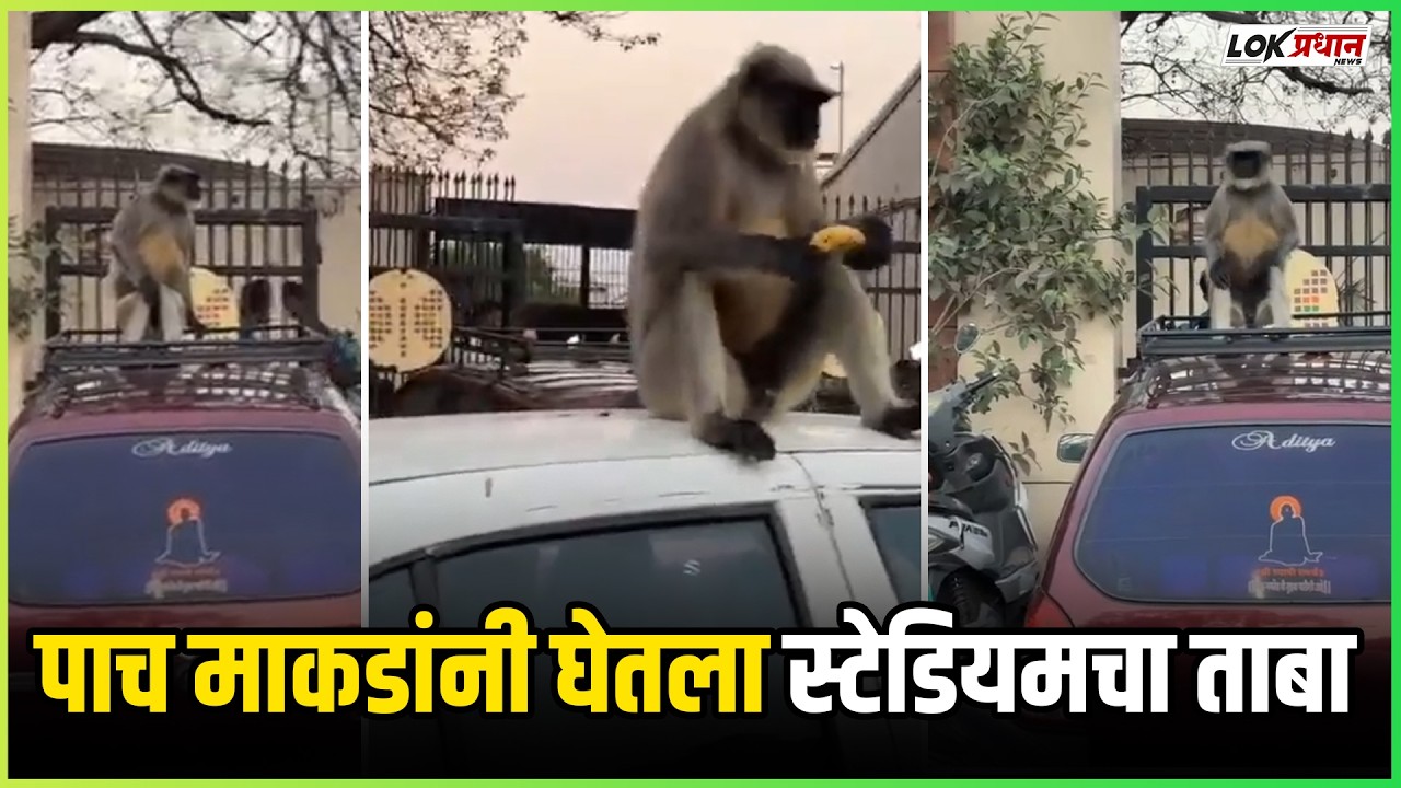 पाच माकडांनी घेतला स्टेडियमचा ताबा – पाहणारे झाले हैराण!