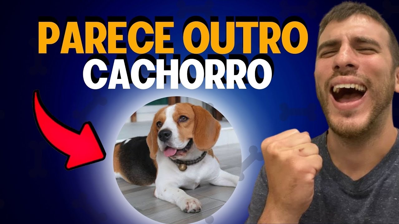 5 Passos Para N&atilde;o Ter um Cachorro Ansioso em Casa
