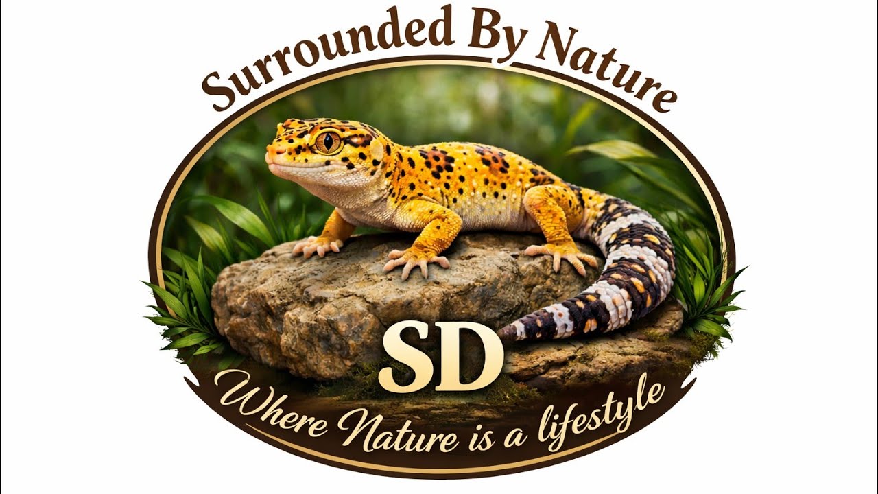 Check This Leopard Gecko Nature Vivarium!!- Full Build 