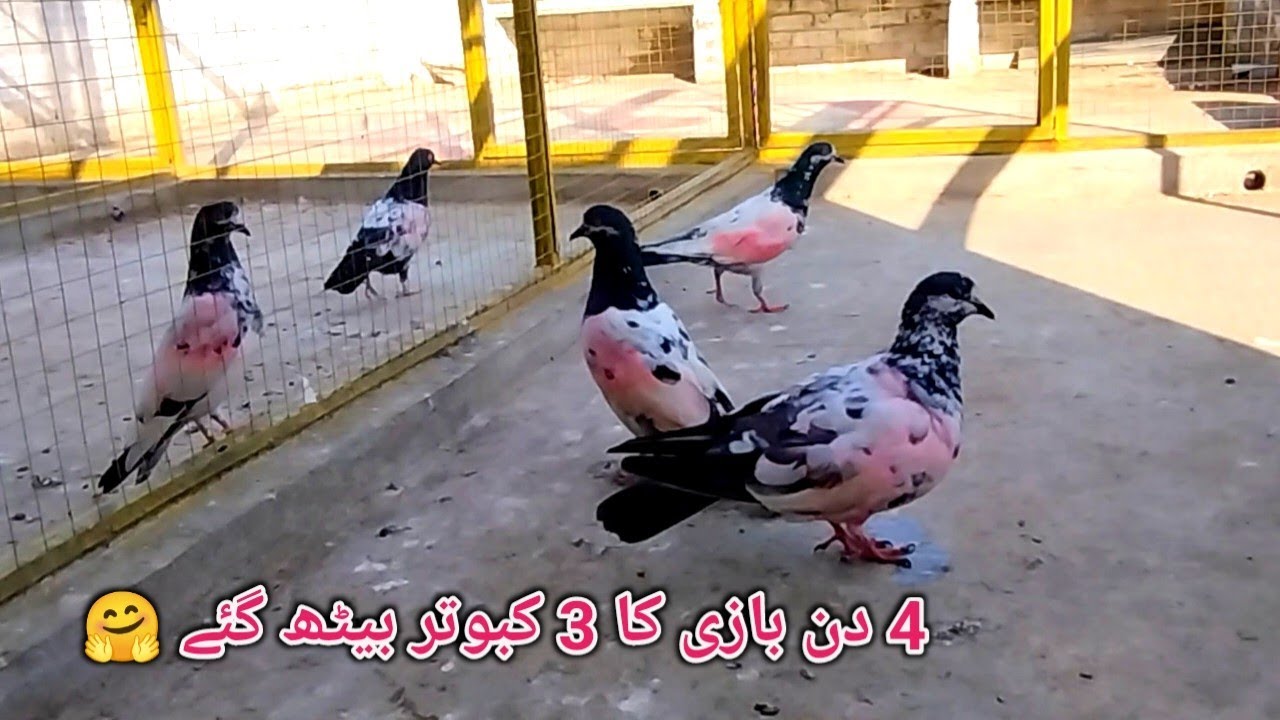 4 Din Bazi Ka 3 Kaboter Beth Gay🤗