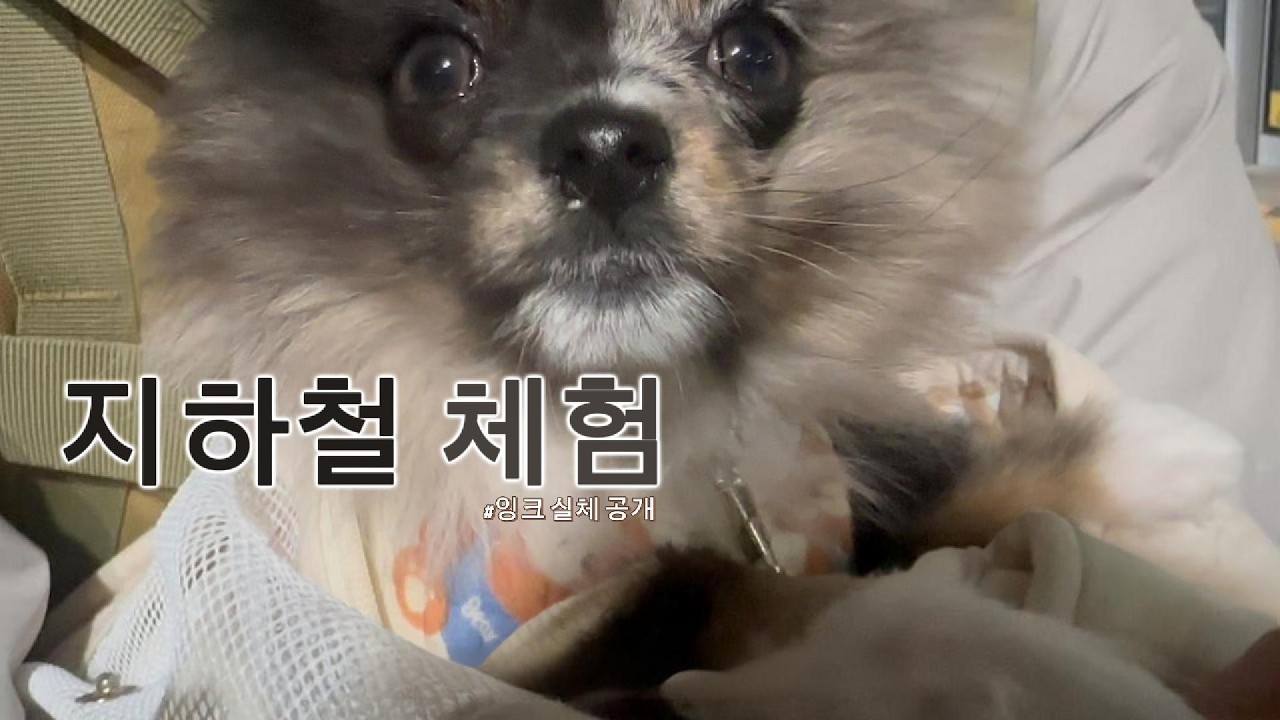 아기 강아지 지하철 타다