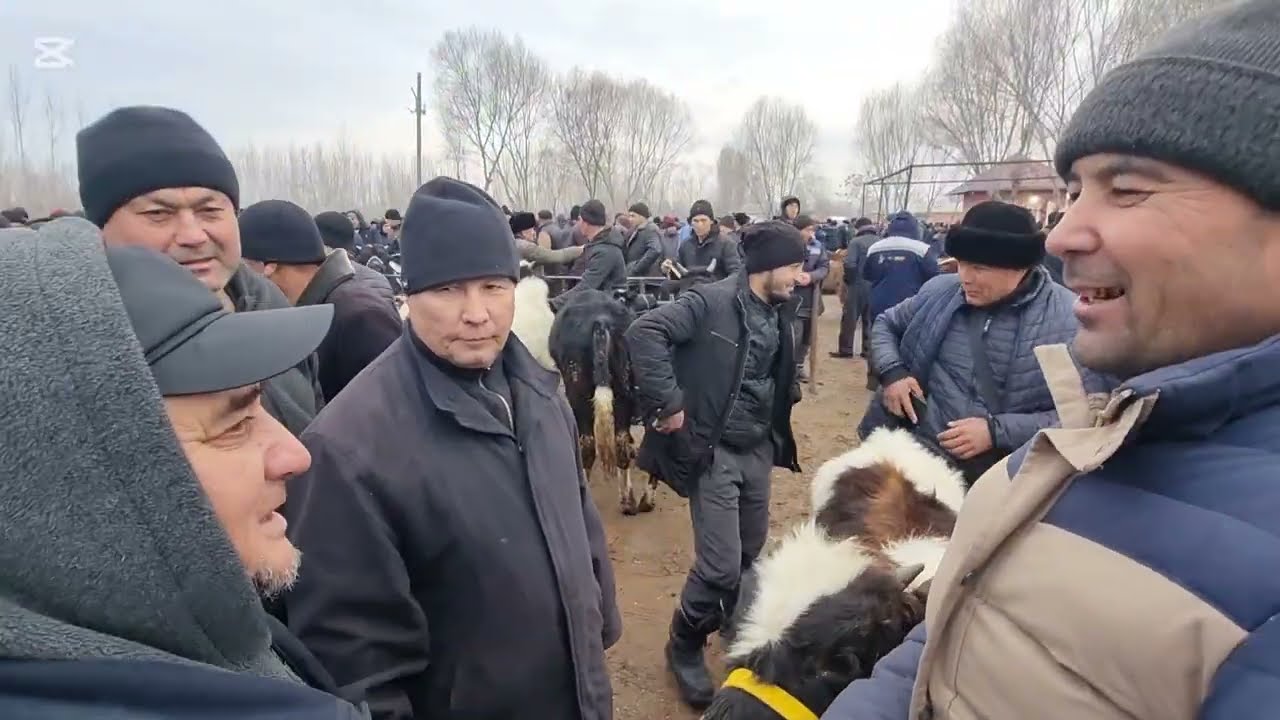Farĝona Qoʻshtepa Qumtepa chorva bozorida novvoschalar narxi 👍 ♥️ 