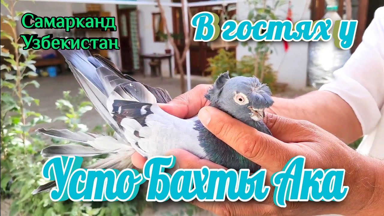 Игровые голуби. Узбекские двухчубые голуби. В ГОСТЯХ У УСТО БАХТЫ АКА. САМАРКАНД СЕЛЬСКИЙ РАЙОН.