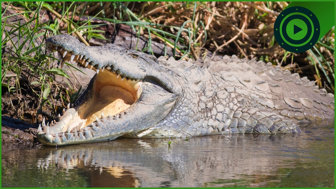 Hunting the Man-Eating Crocodiles of the Zambezi River | Carter's WAR