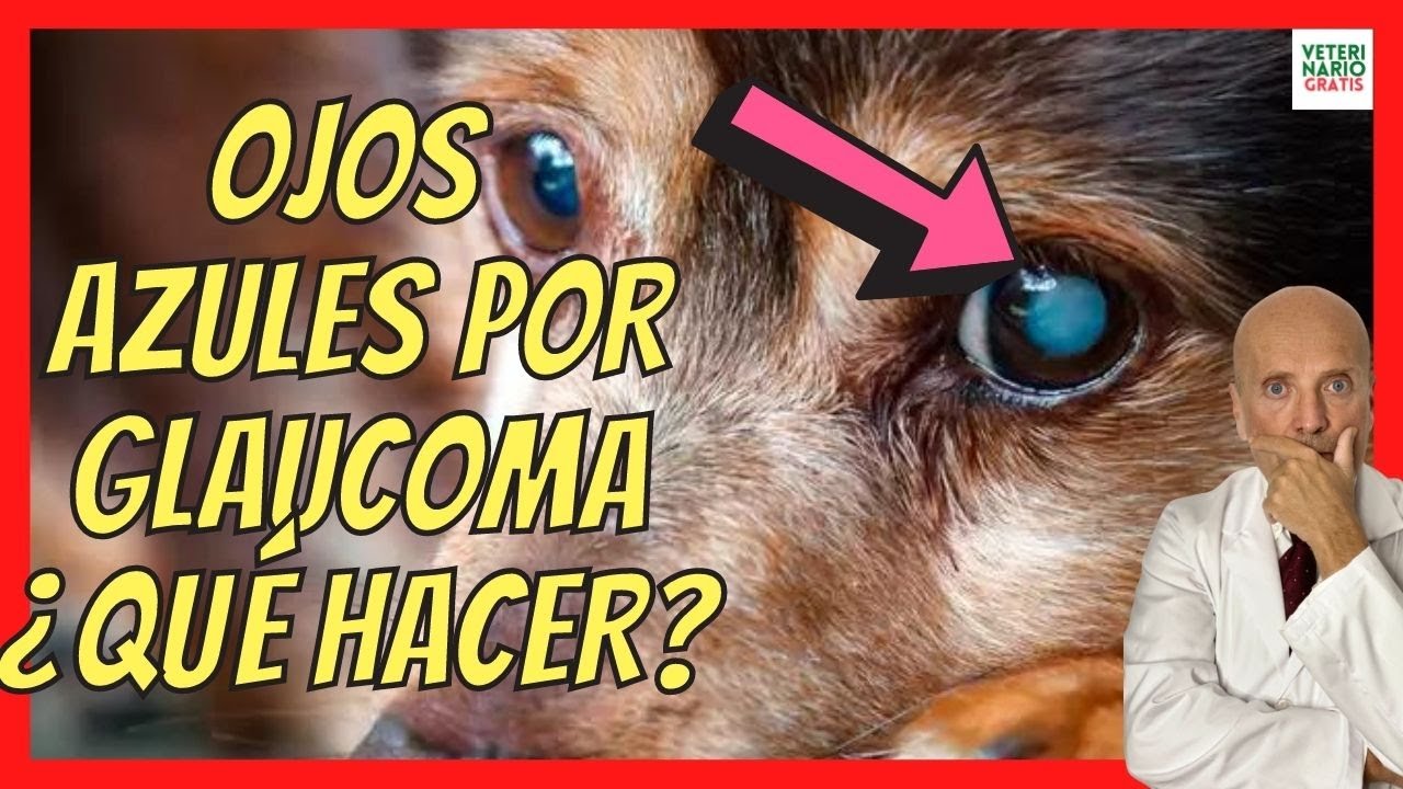 OJOS AZULES POR GLAUCOMA EN PERROS Y GATOS 🆘 SÍNTOMAS Y TRATAMIENTO