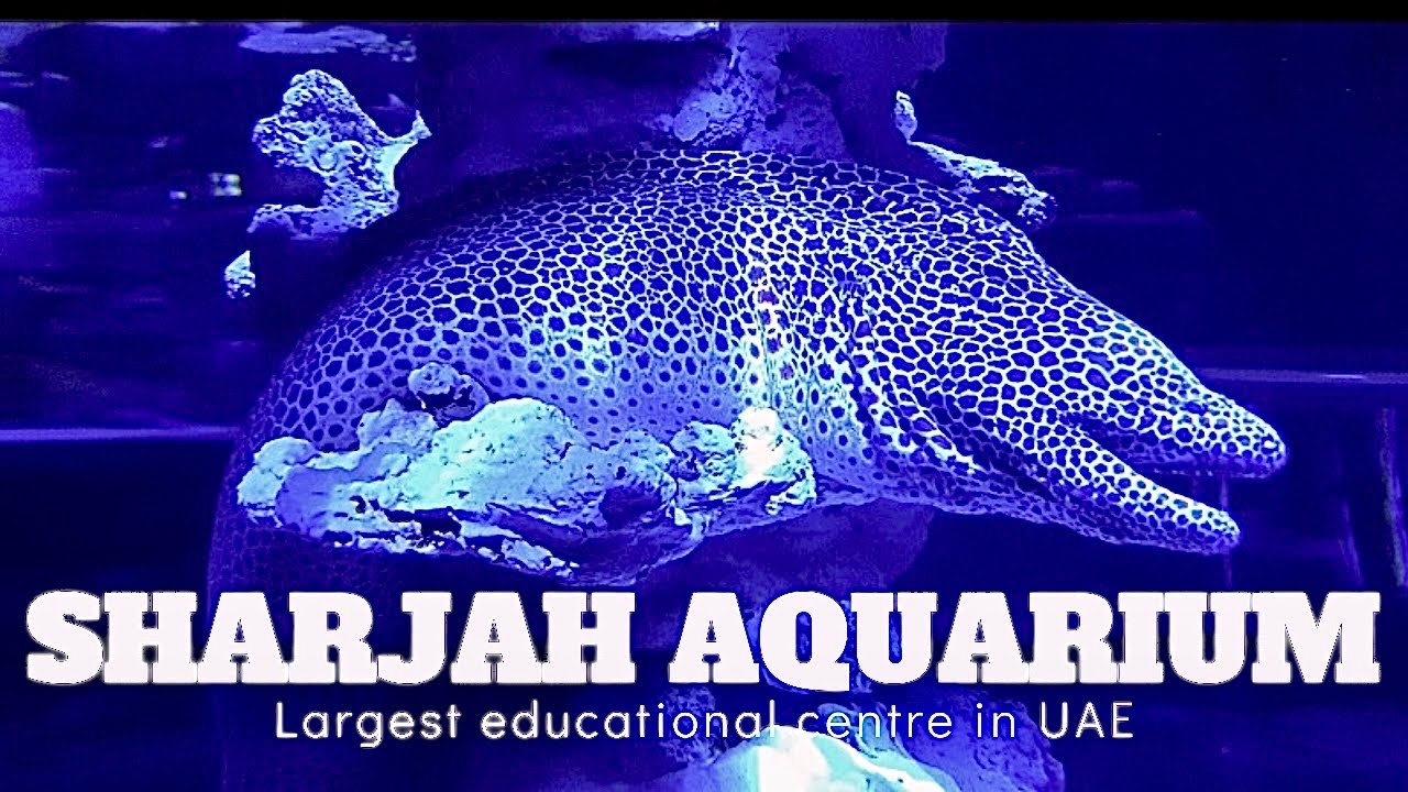 Sharjah Aquarium | Aquarium in Sharjah | largest educational centre in UAE