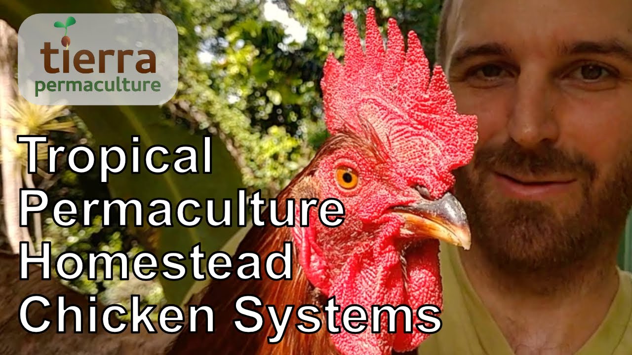 Tropical Permaculture Homestead | Chicken Systems