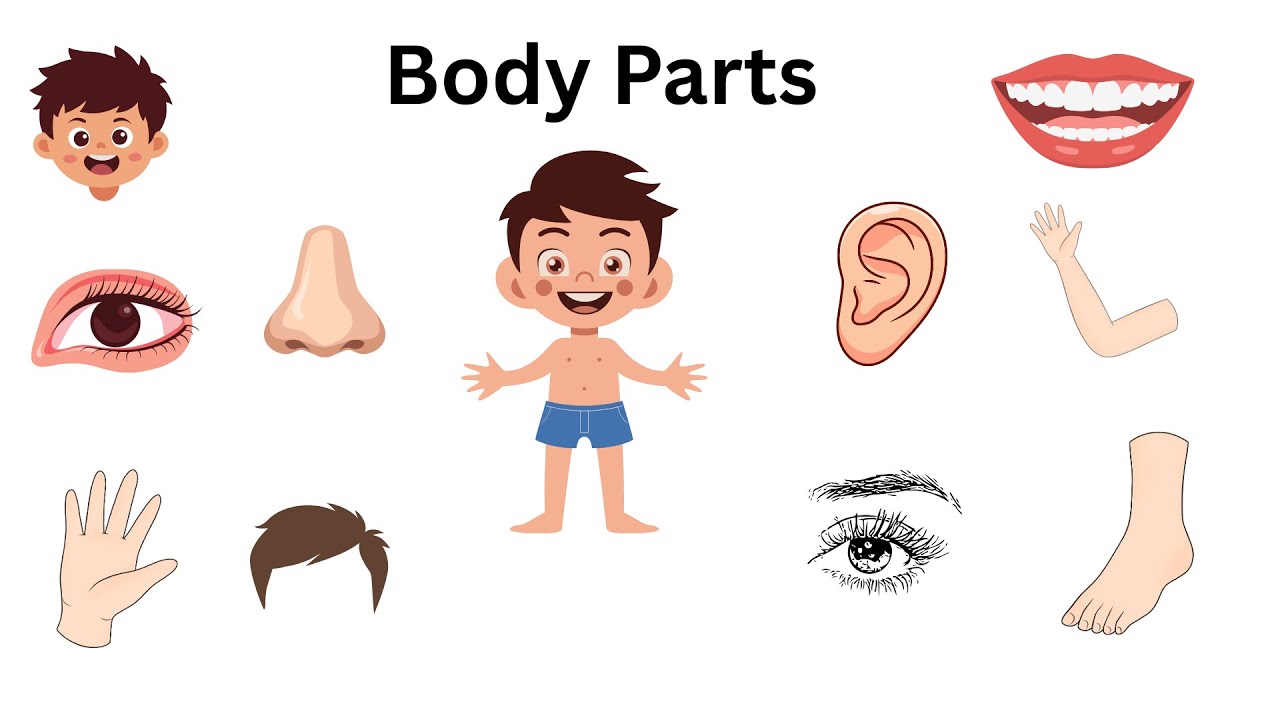 Parts of Body | Body Parts Name | Learning videos for kids | First words for babies | English vocab