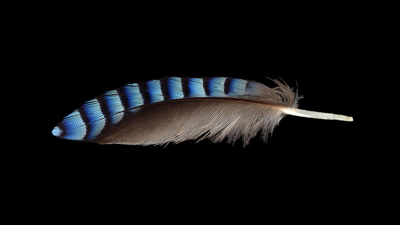 Cosas de Pájaros. La Pluma.