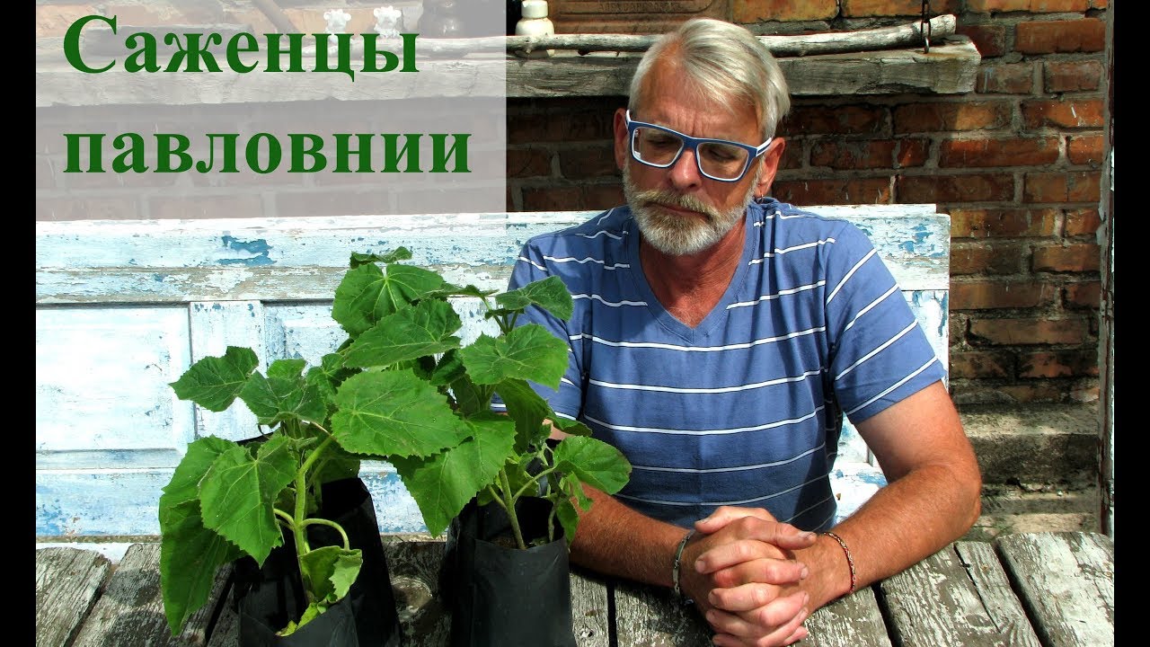 Саженцы павловнии