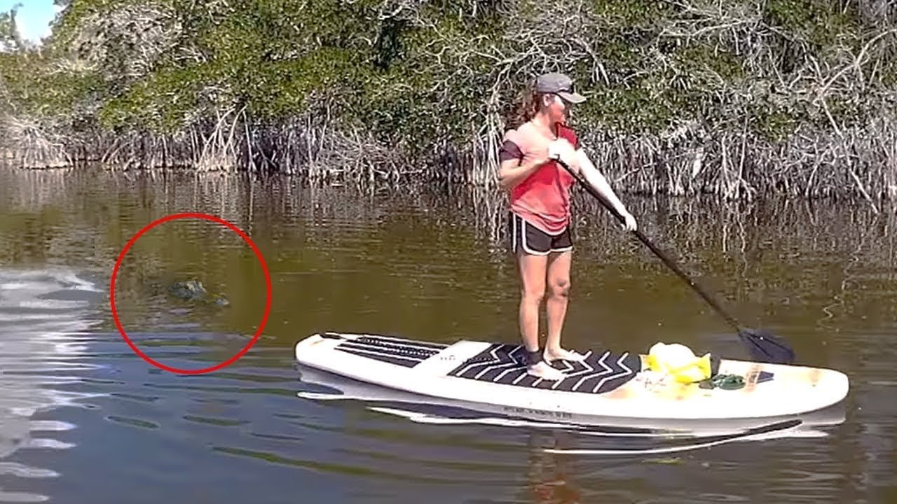 Encontros com crocodilos que você deve EVITAR assistir