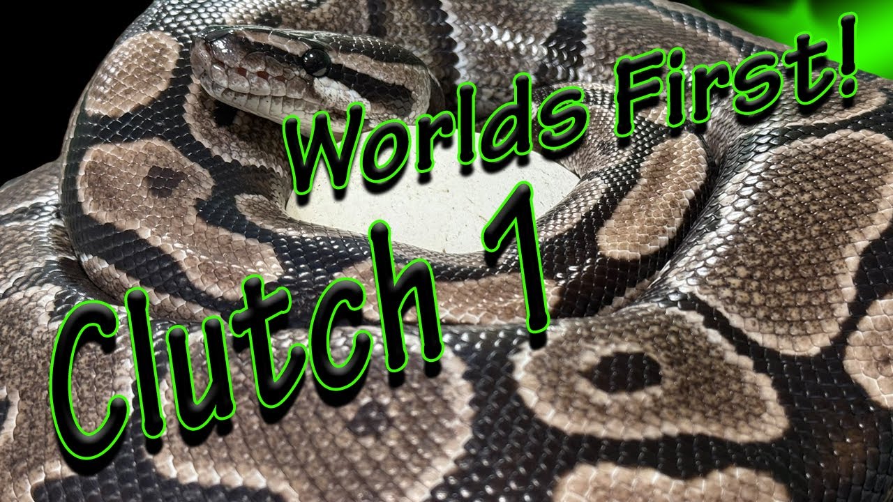 Clutch 1 WORLD’S FIRST BANG! (Ball Python)
