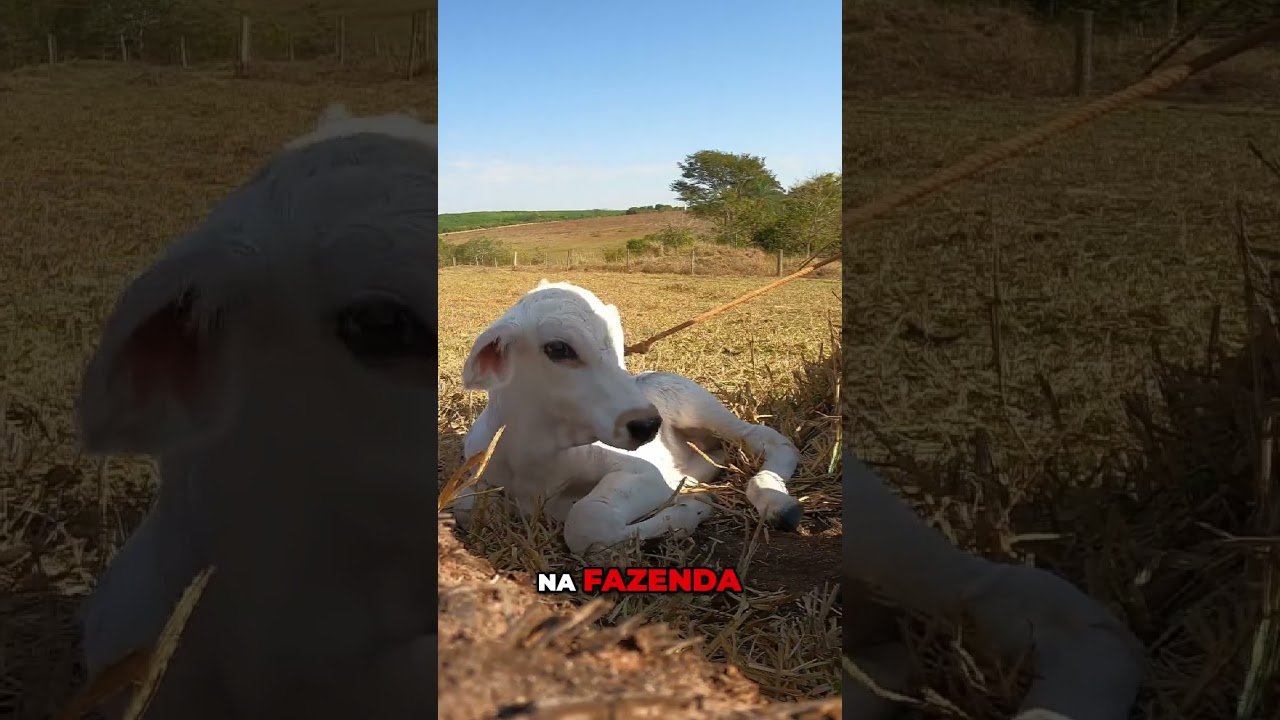 Aumentando a Imunidade do Bezerro: Dectomax e Dicas para a Fazenda