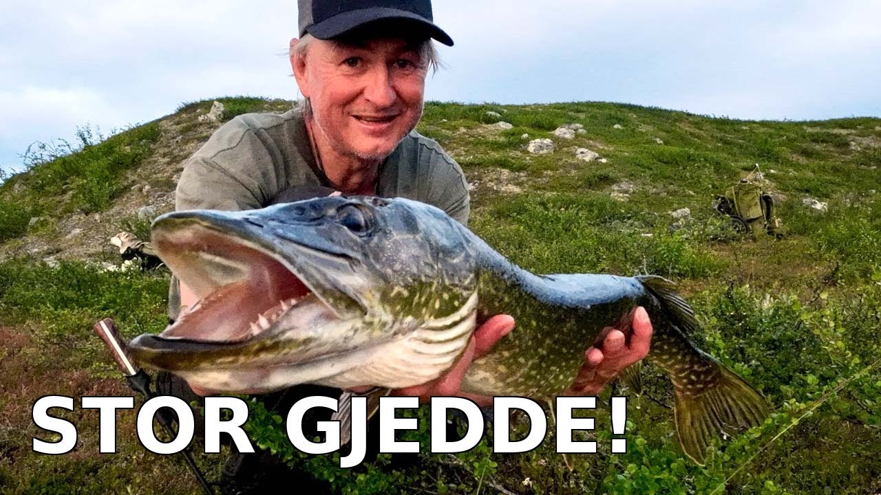 Er dette den beste gjedda jeg noen gang har smakt? Dag 1271