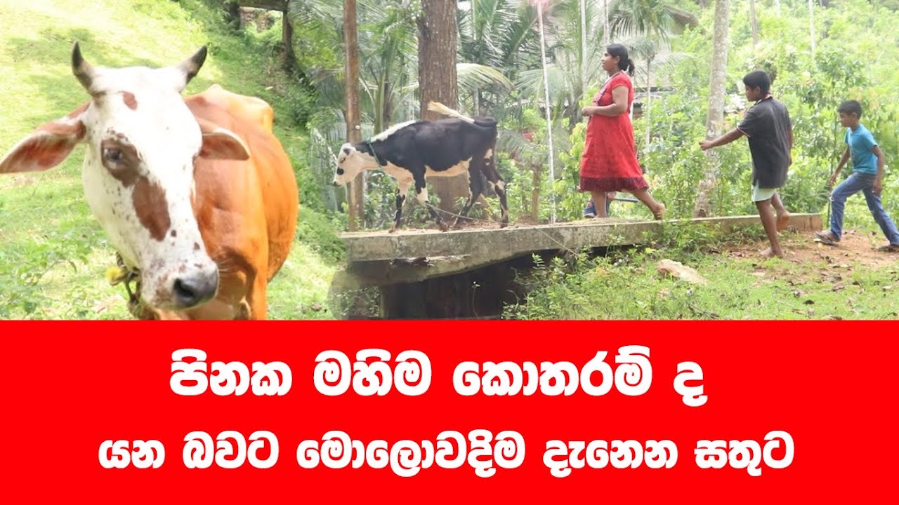 අභය දානය තරම් පිංකමක් ඇද්ද