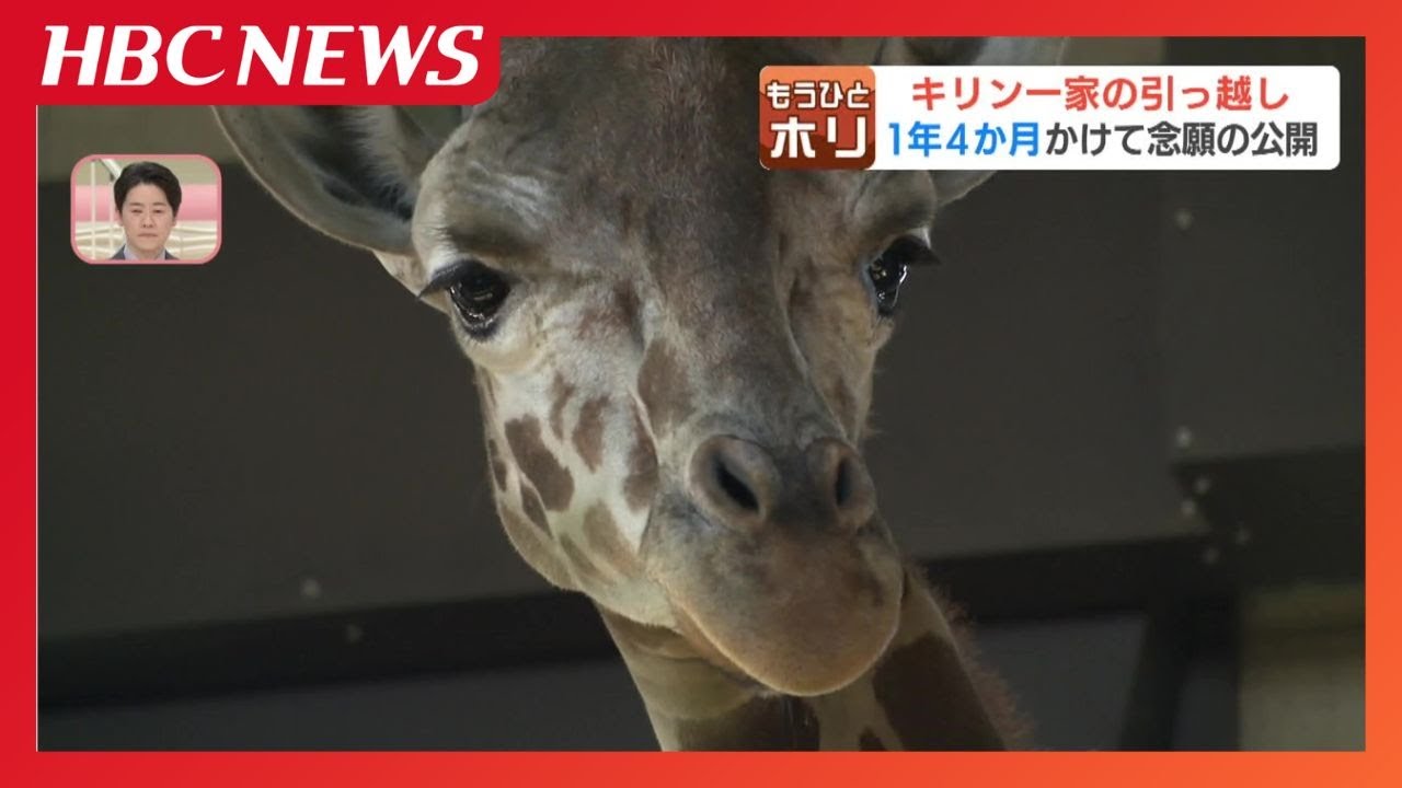 キリン一家の引っ越し…餌箱を毎日30センチずつずらし「パニックにならないか注意」1年4か月かけて念願の公開　おびひろ動物園