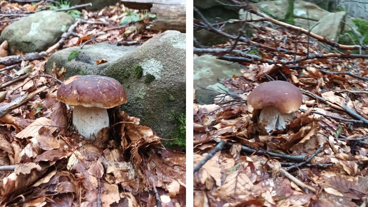 Прекрасная коллекция белых грибов (Boletus edulis) в буковом лесу — июль 2025 г. — Италия