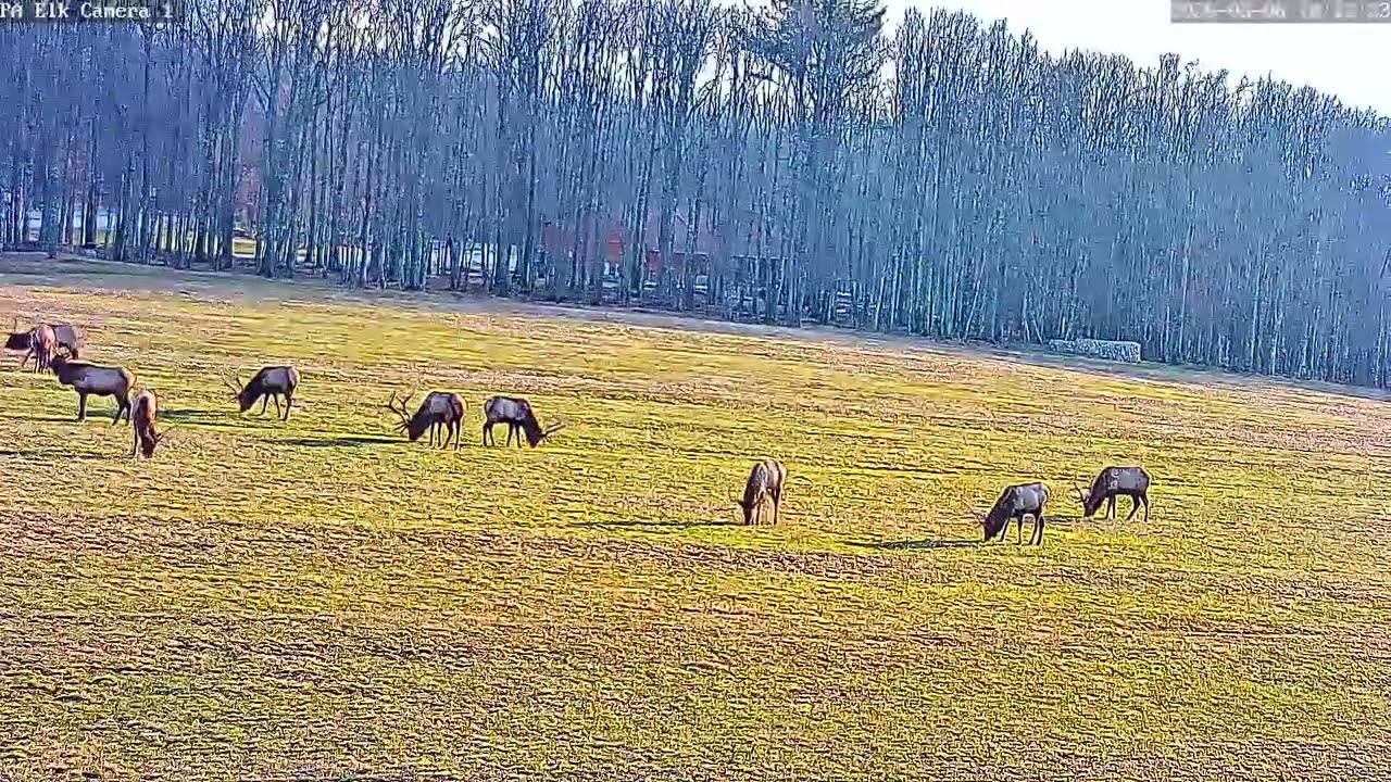 PA Elk Country Visitor Center Cam 1- 15 Elk Bulls Grazing ! 3.6.26