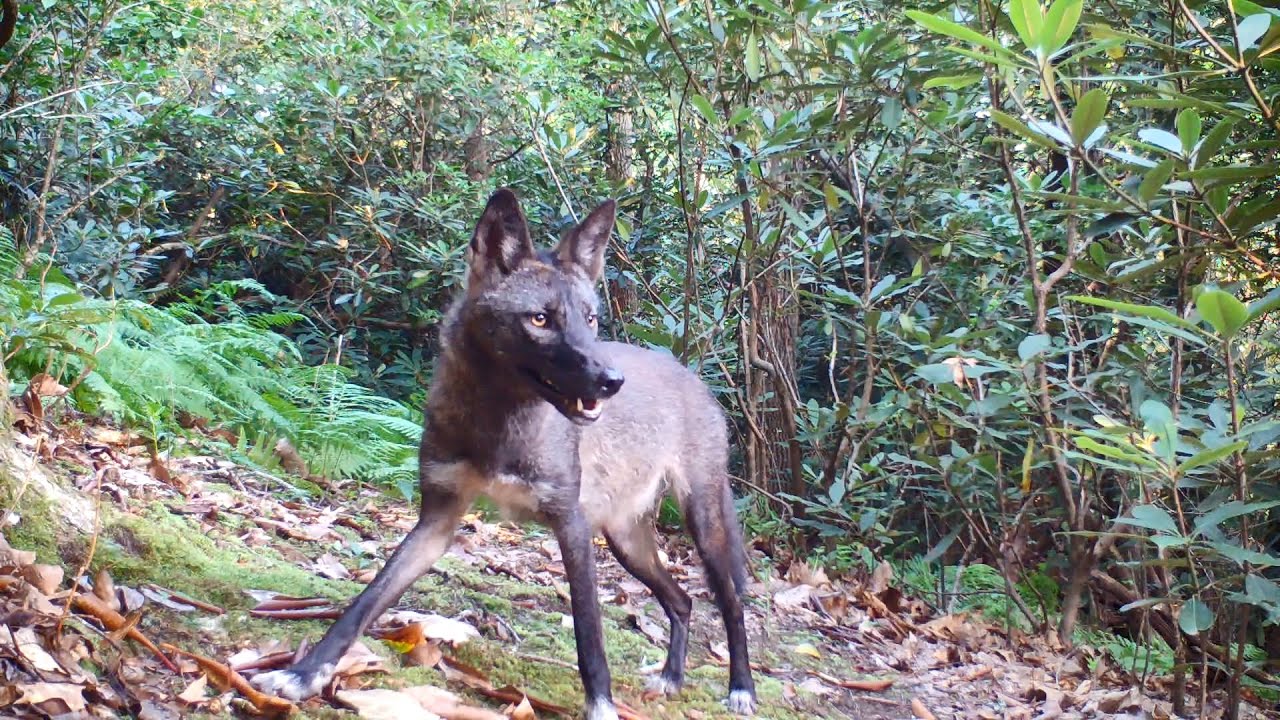 Black coyotes behind our home.