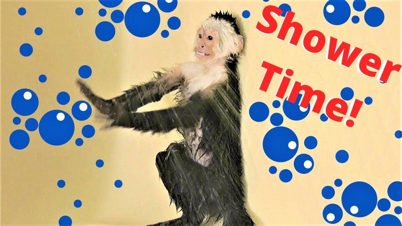 Monkey Takes Hot Shower! | Capuchin Monkey | Pet Monkey