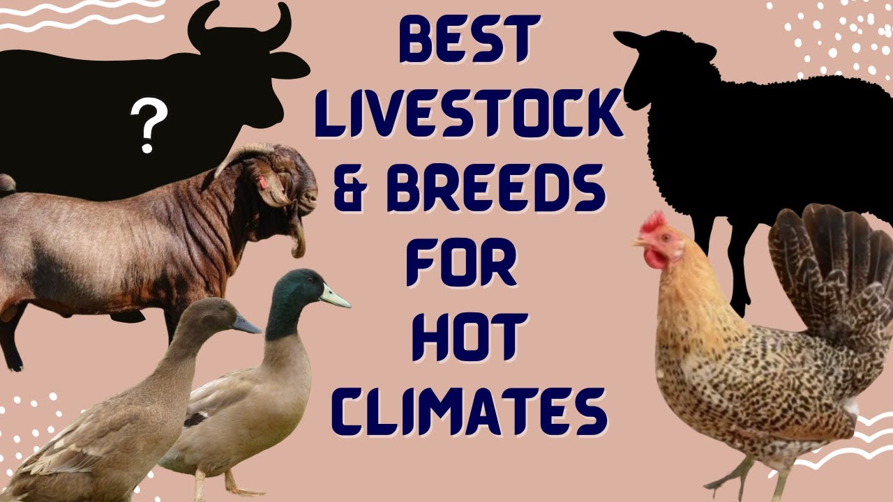 Best Livestock for Hot Desert Climates