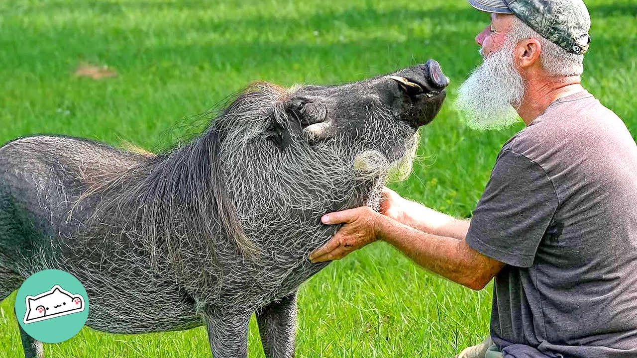 Giant Warthog Heals This Man's Heart. Now He's Onto Helping The World  | Cuddle Buddies