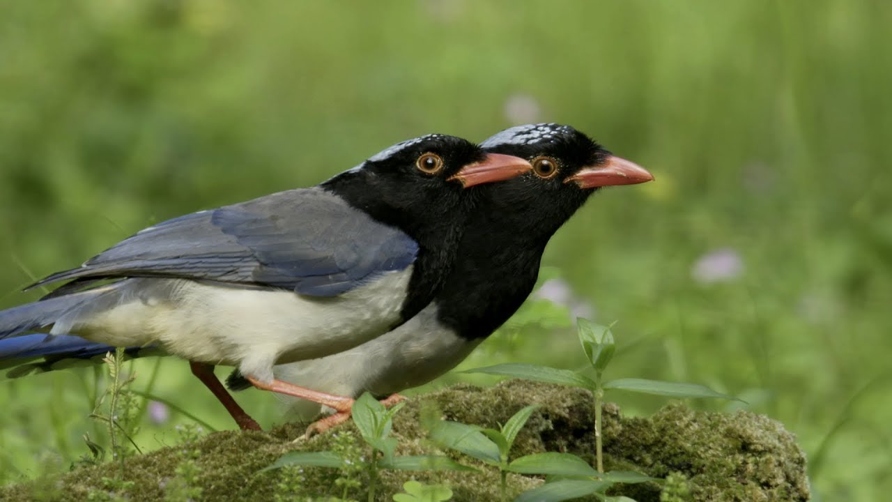 CGTN Nature Wuyi Mountains Series | Episode 7 Paradise of Birds