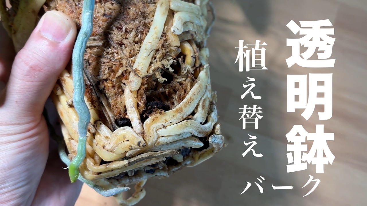 【贈答用胡蝶蘭育ててみた】vol.27　3年ぶりの植え替え☆白大輪☆水苔からバークへ☆透明鉢新色