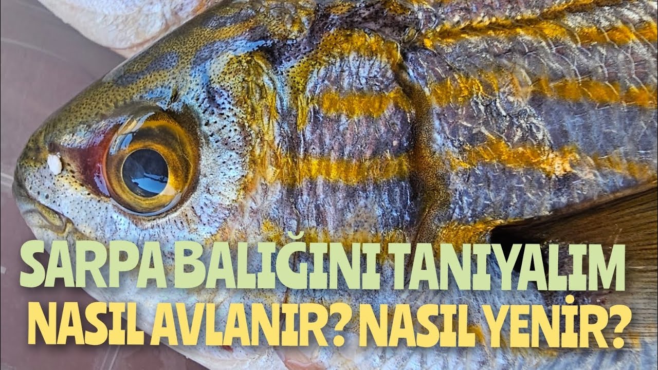 SARPA BALIĞINI TANIYALIM