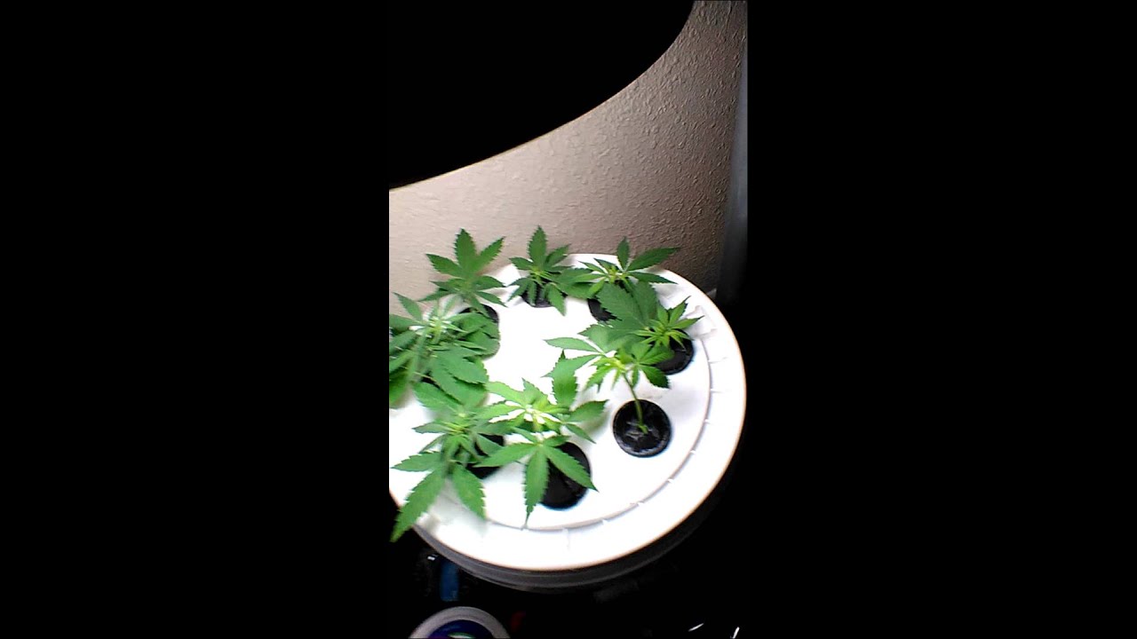 Kush  clones 5 gallon bucket