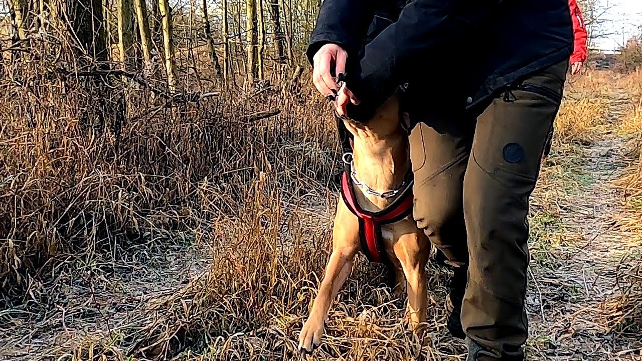 Rettungshundetraining: Verbellen mit Maya