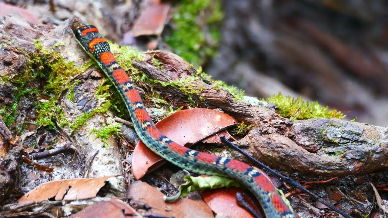 Wild Borneo - Bako National Park - Sarawak