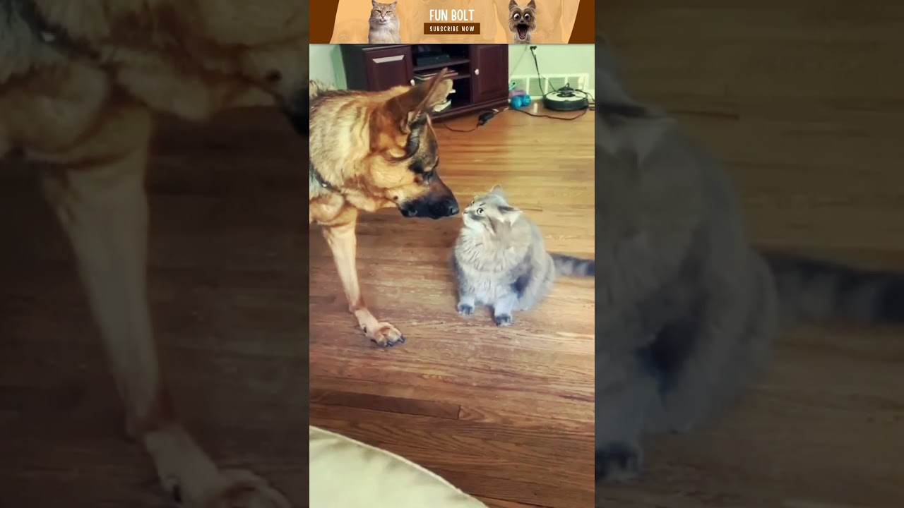 😂😂 Most Wanted Funny Cats #00100 #shorts #shortsvideo #viral