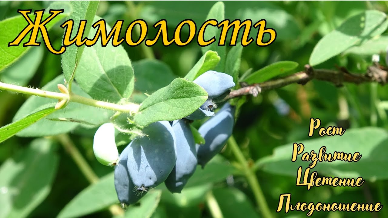 Жимолость голубая / Lonicera caerulea