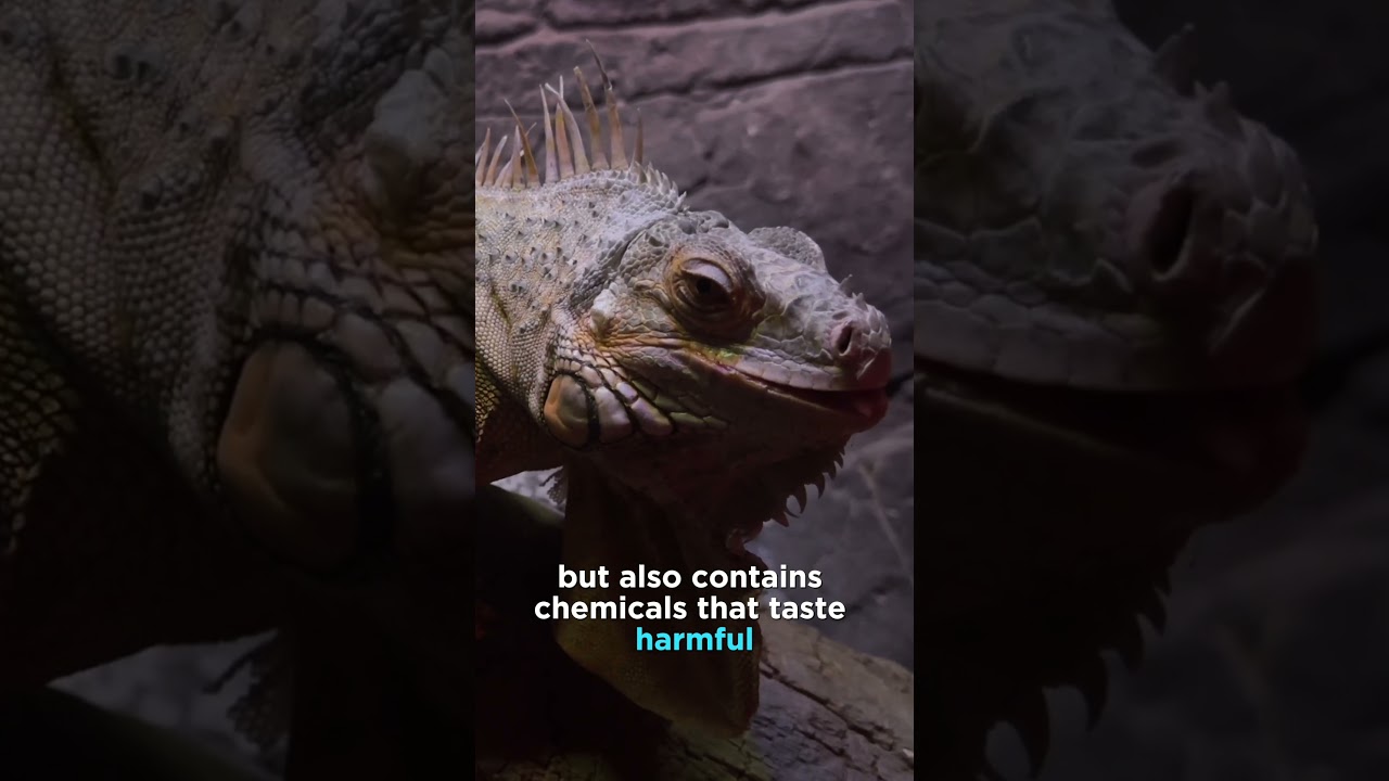 Scary Animal Defense Mechanisms That Will Shock You